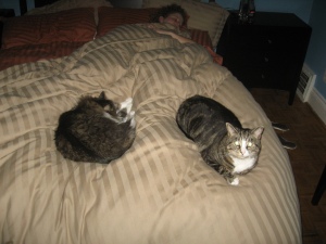 Kitties in my bed!